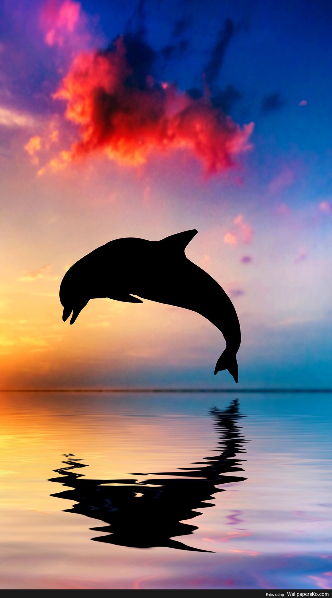 Dolphin Wallpaper For Iphone