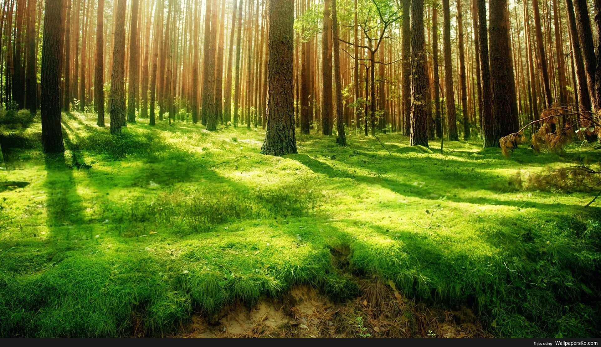 Forest Background Hd
