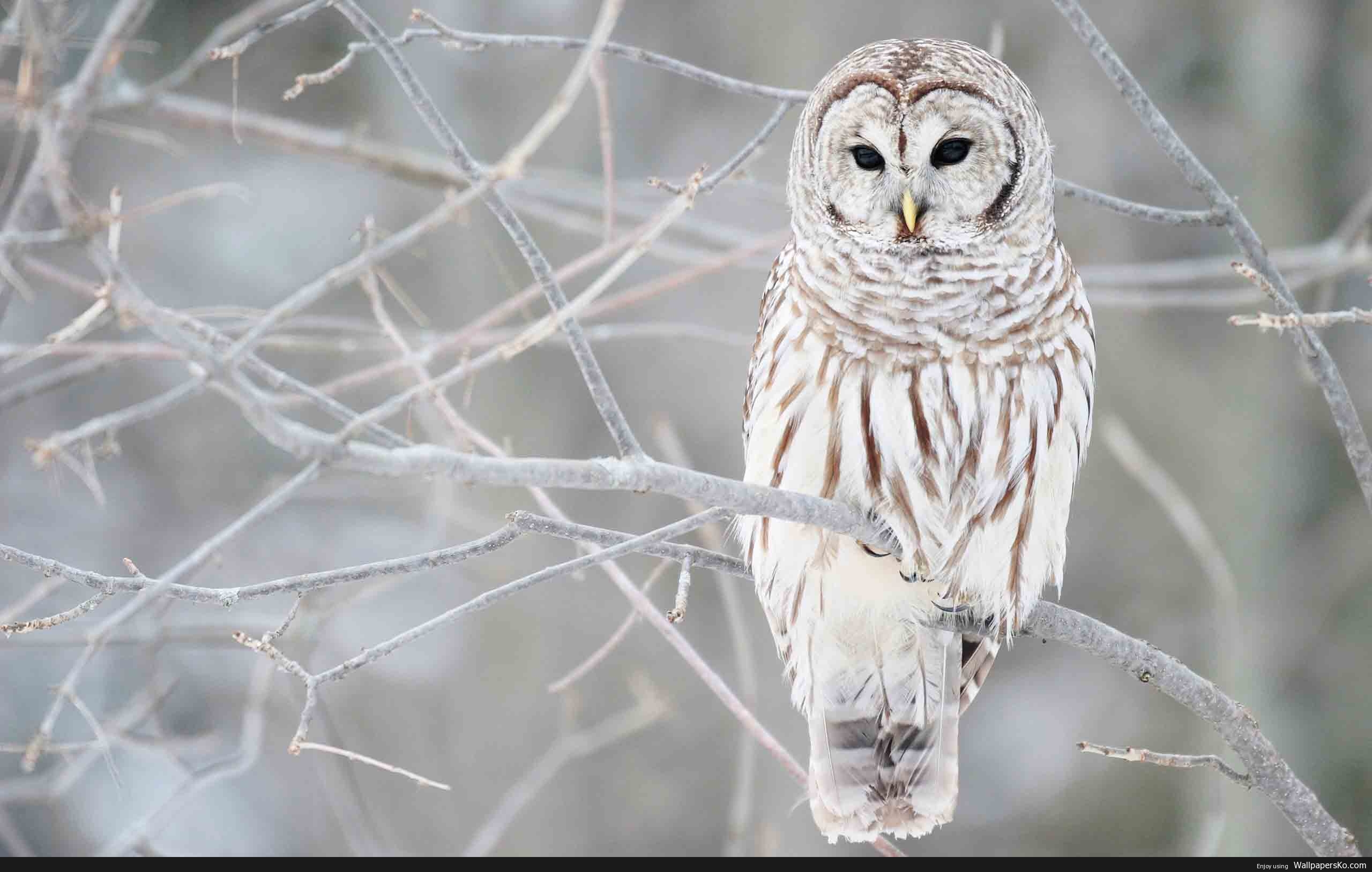 owl in snow