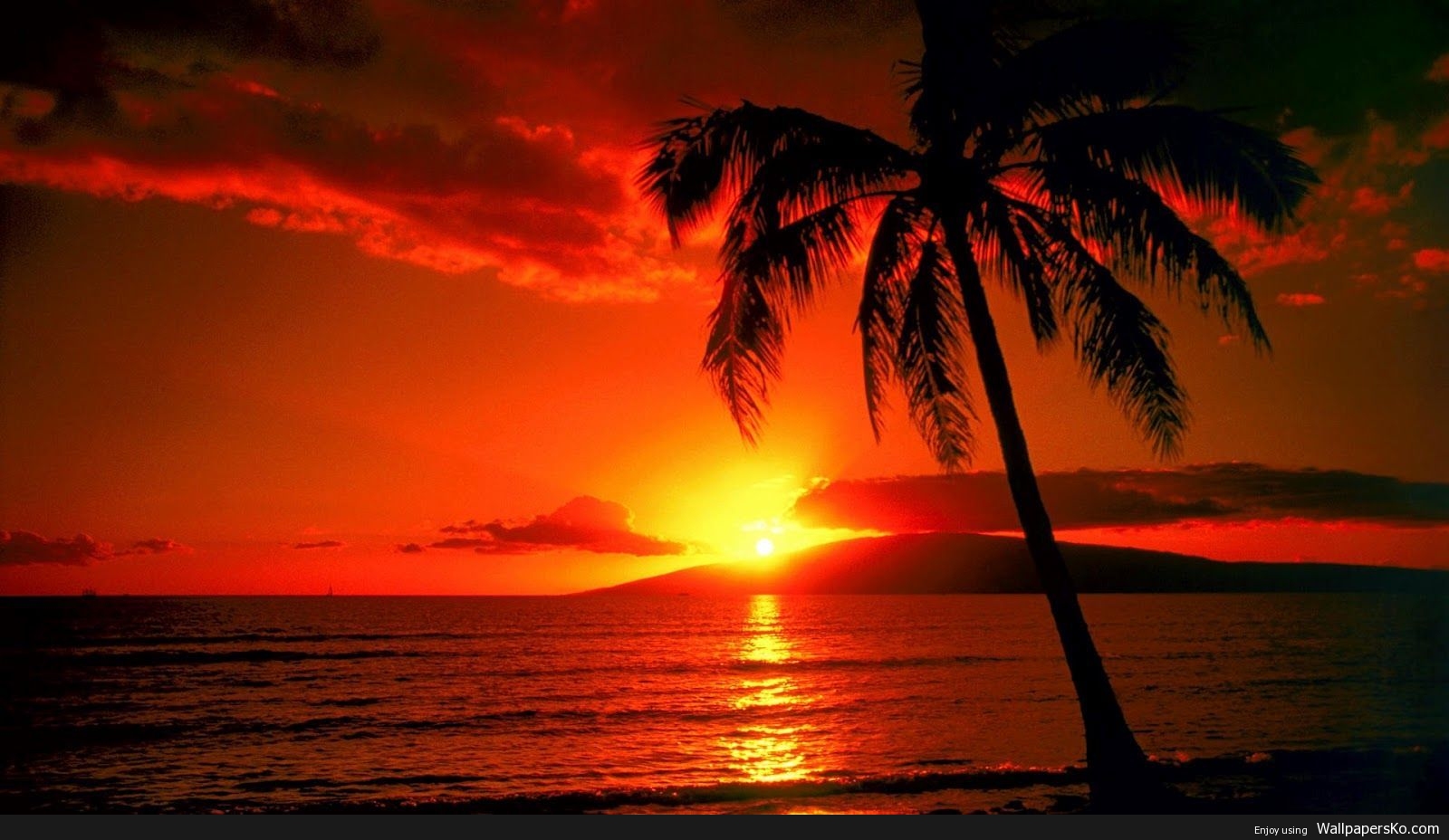 palm trees sunset wallpaper
