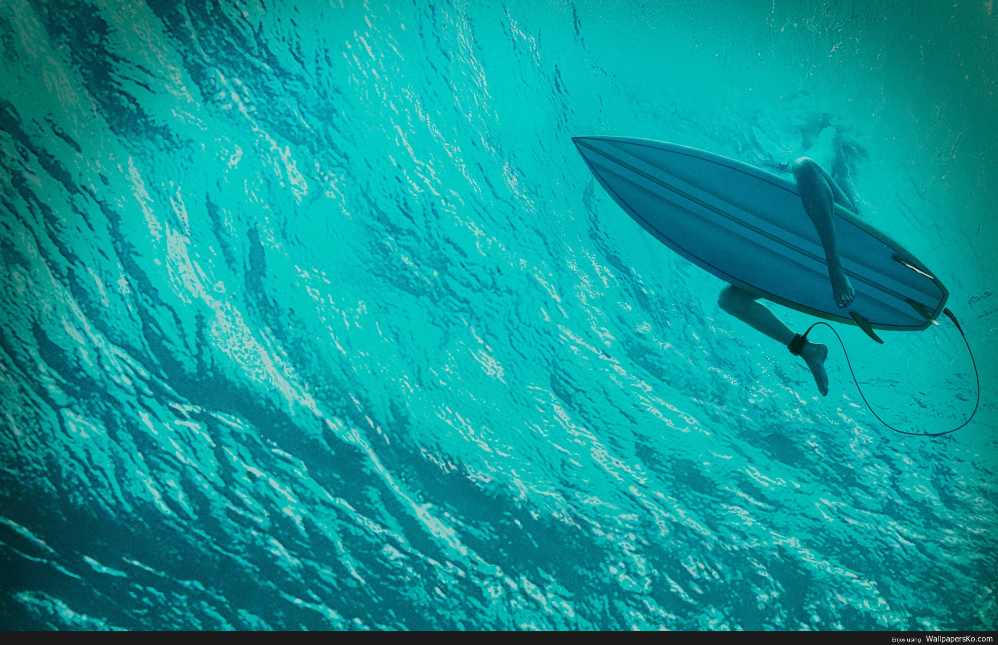 the shallows wallpaper