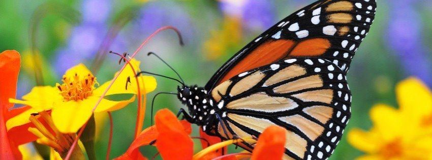 monarch butterfly flowers fb cover images