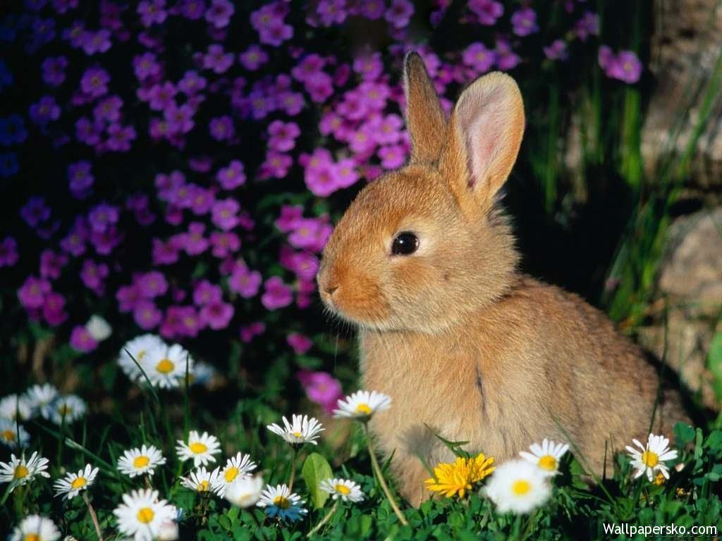 bunny rabbit wallpaper