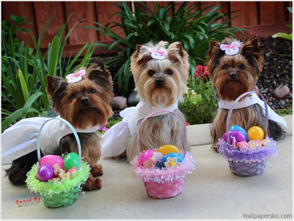 happy easter yorkie images