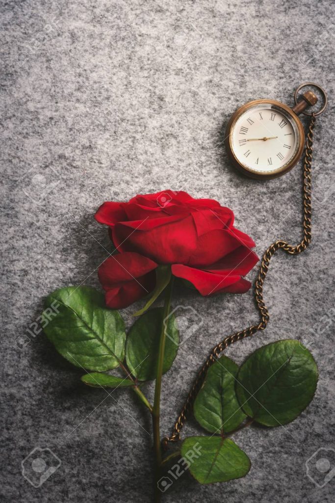 Beautiful Single Red Rose