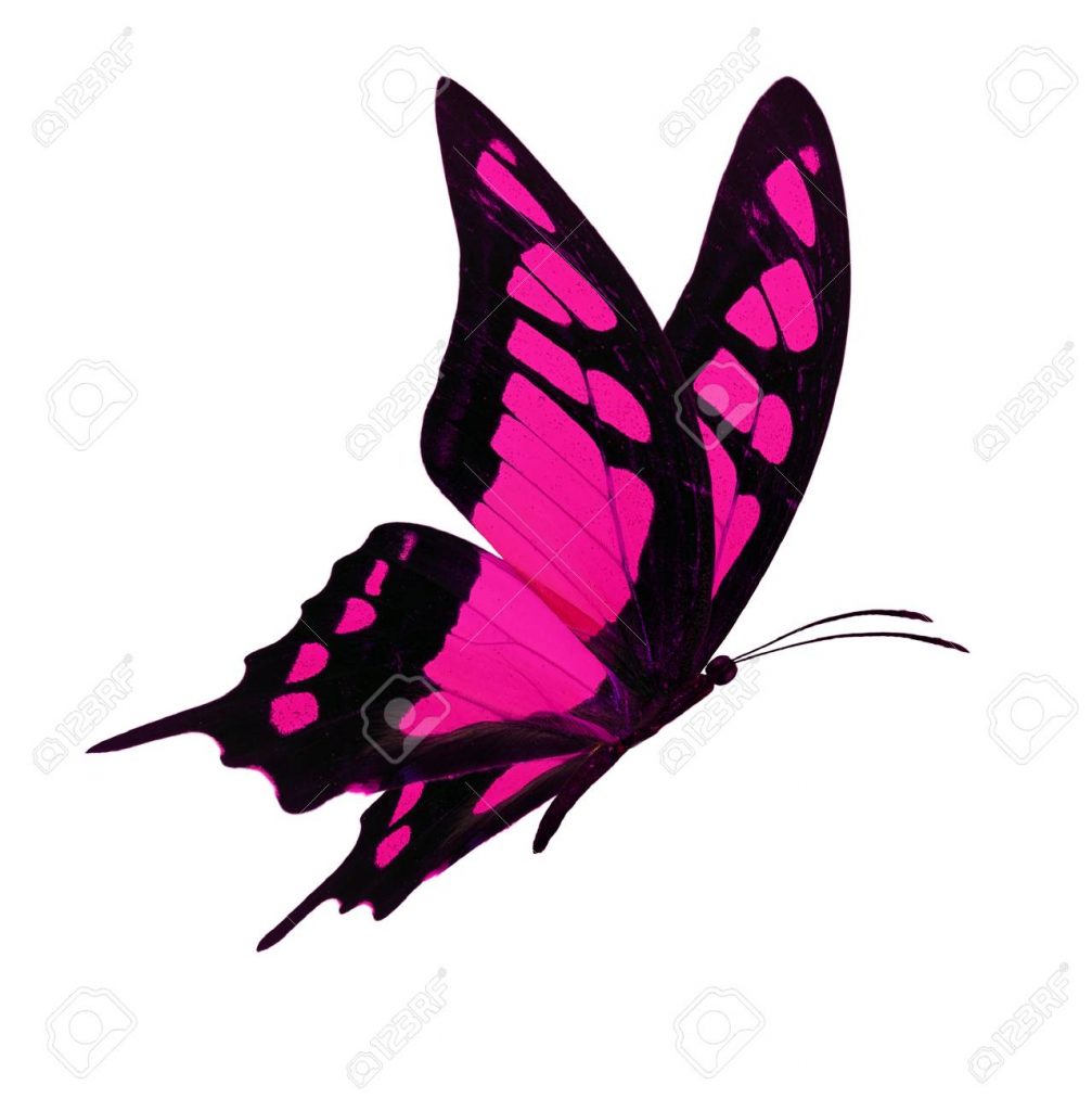 Black And Pink Butterflies