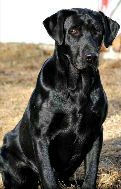 Black Lab Dog Picture
