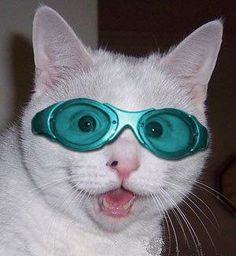 Cat With Glasses On