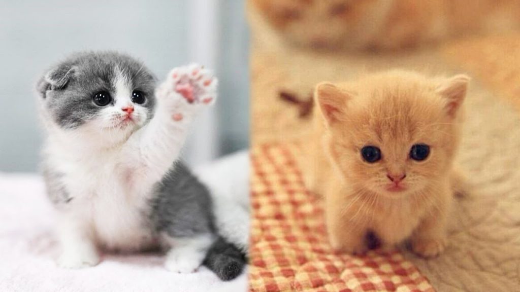 Cute Pictures Of Kittens