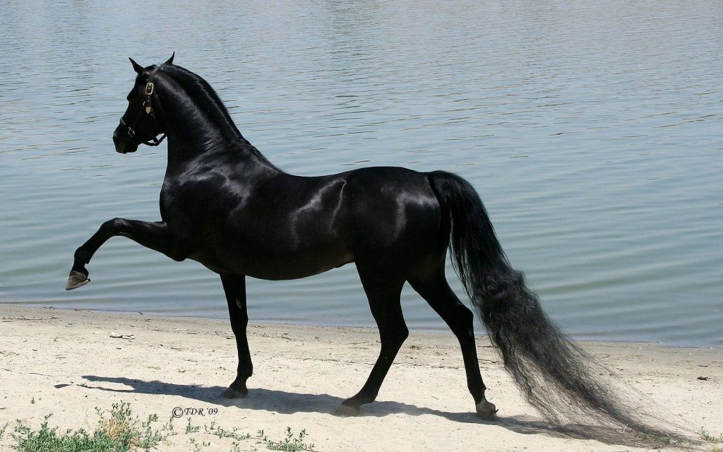 Free Arabian Horse Pictures