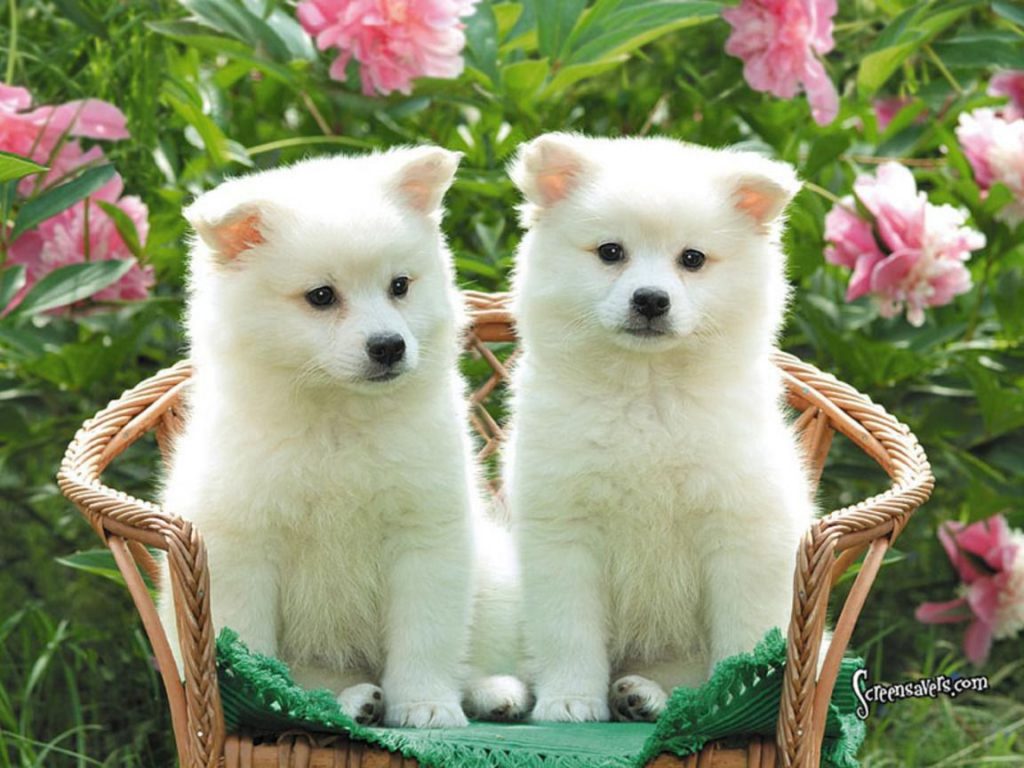 Pics Of Cute Dogs And Puppies