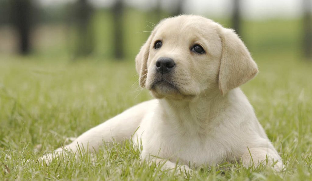 Pictures Of Labrador Puppies