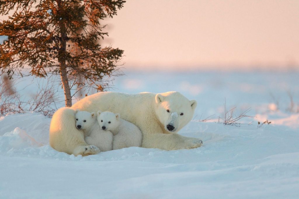 Polar Bears Screen Savers