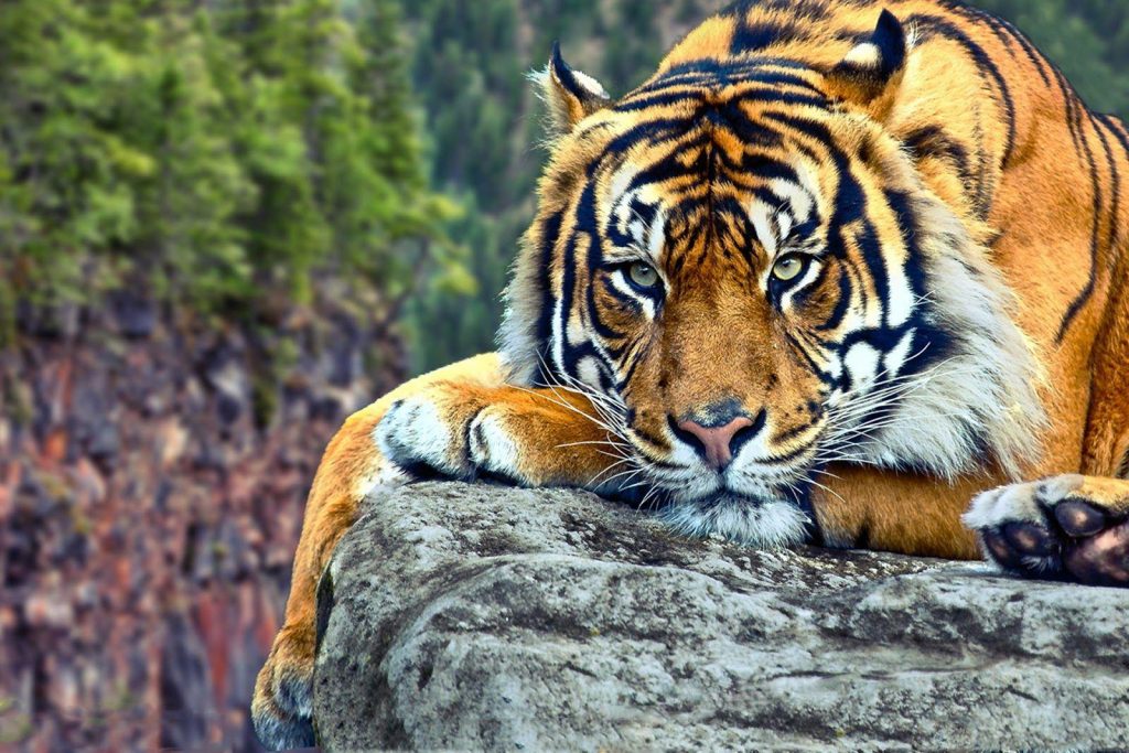 tiger desktop