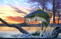 Bass Fishing Picture Wallpaper
