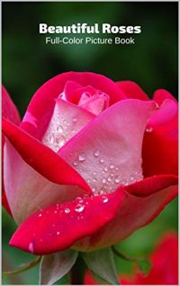 Beautiful Images Of Rose
