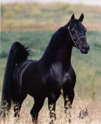 Black Arabian Horse Pictures