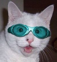 Cat With Glasses On
