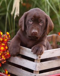 Cute Chocolate Lab Pictures
