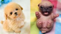 Cute Pics Of Puppies