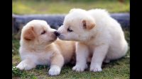 Cute Pics Of Puppy