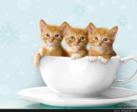 Download Kitten Picture