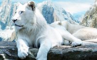 Free Download White Lion