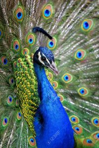Full Picture Of Peacock