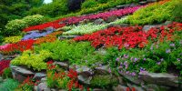 Image Of Flower Garden