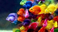 Pics Of Colorful Fish