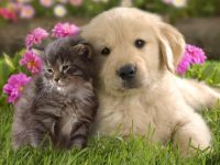 Pics Of Puppies And Kittens Together