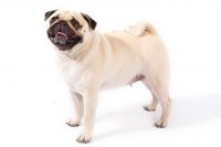 Pictures Of Pug Dogs