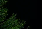 Amoled Dark Green Plants 4K Wallpaper