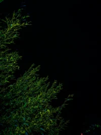 Amoled Dark Green Plants 4K Wallpaper