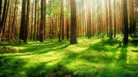 forest backgrounds