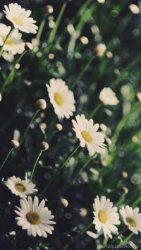 iphone wallpaper spring daisy