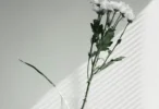 Minimalist White Petal Flower 4K AMOLED Wallpaper