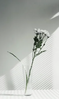 Minimalist White Petal Flower 4K AMOLED Wallpaper