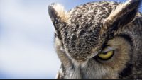 owl 4k