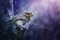 owl wallpapers