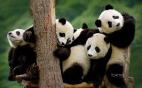 pandas wallpapers
