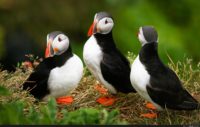 puffin wallpapers