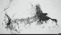raven bird wallpaper