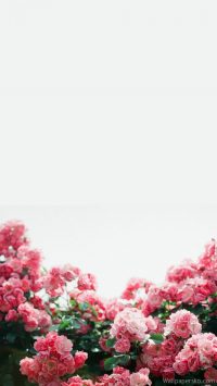 spring pictures for iphone wallpaper