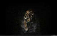 tiger art wallpaper